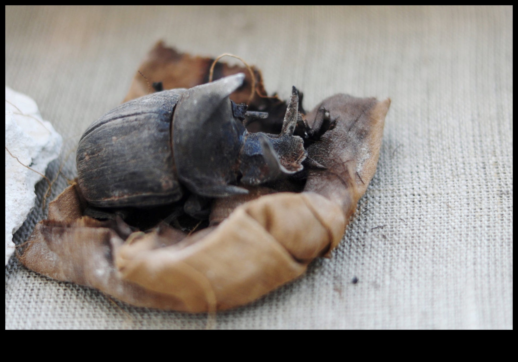 Scarabei Sacri Gândacul care a condus Egiptul Antic 4 Scarabei sacri: Simbolismul gândacului în arta egipteană