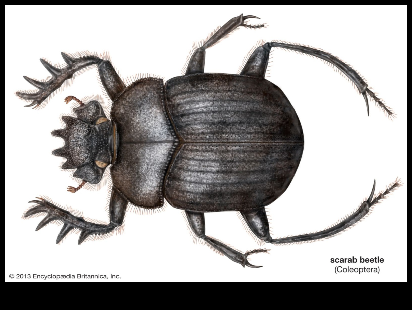 Scarabei Sacri Gândacul care a condus Egiptul Antic 3 Scarabei sacri: Simbolismul gândacului în arta egipteană